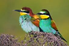 Nový atlas evropských ptáků ukazuje, jak změny klimatu mění druhovou mapu světadílu