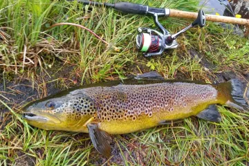 V tělech volně žijících ryb se vyskytují antidepresiva, popsali jihočeští vědci