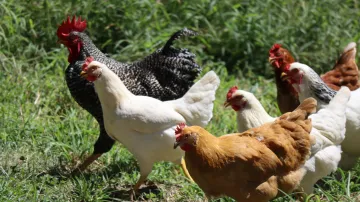 Ilustrační fotografie