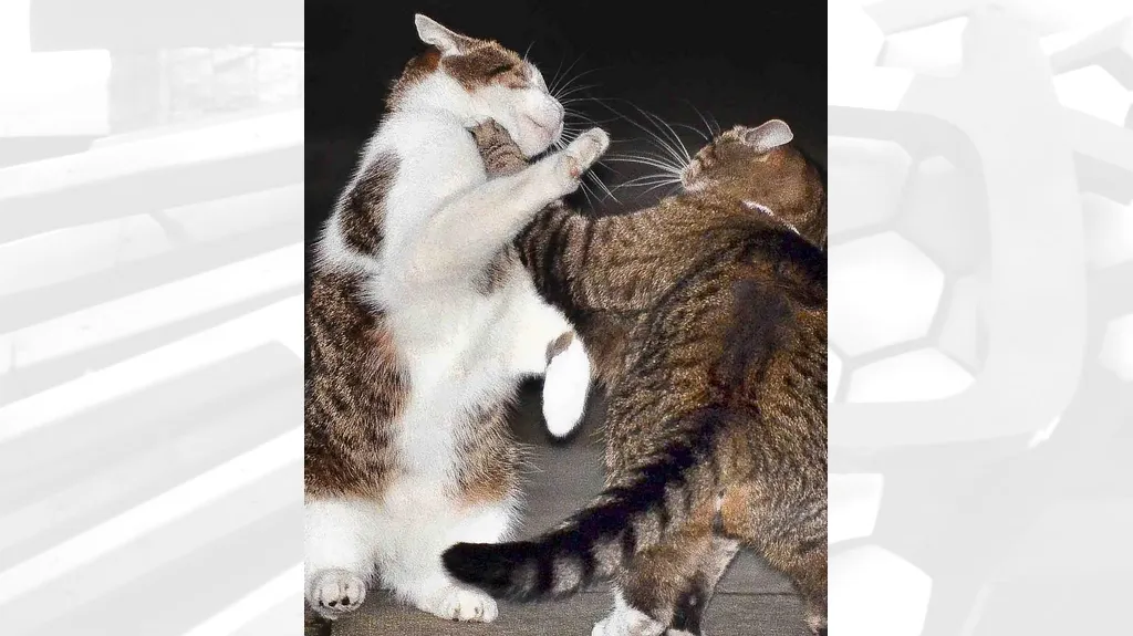 Šarvátka mezi Larrym a Freyou