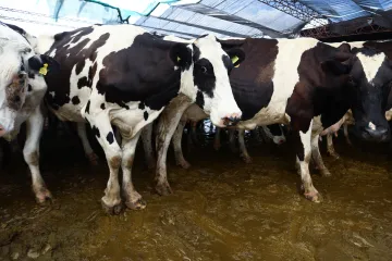 Neudržitelné, tratíme miliony. Zemědělci si stěžují na nízké výkupní ceny mléka