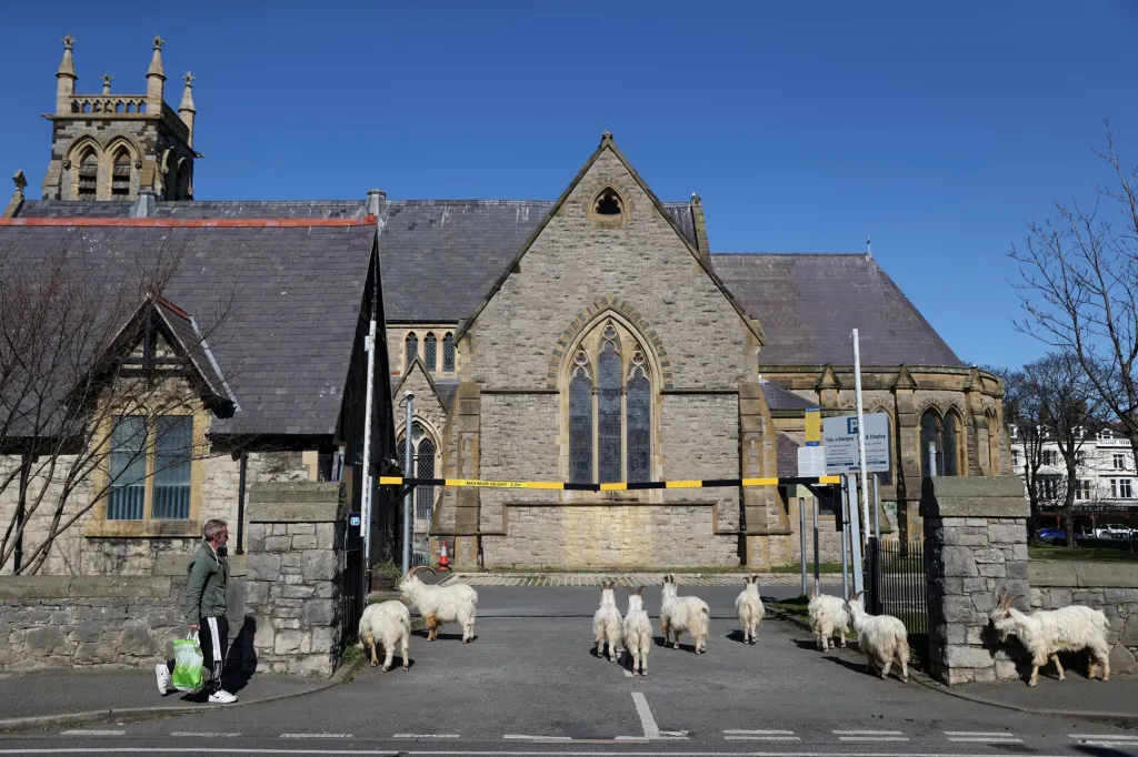 Kdo by očekával kozy v kostele? Tyto hledají pastvu v okolí kostela ve městě Llandudno ve Walesu