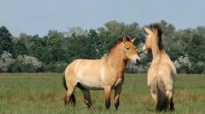 Koně Převalského