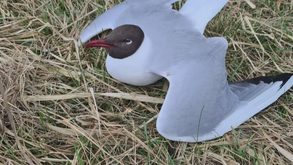 Ilustrační foto