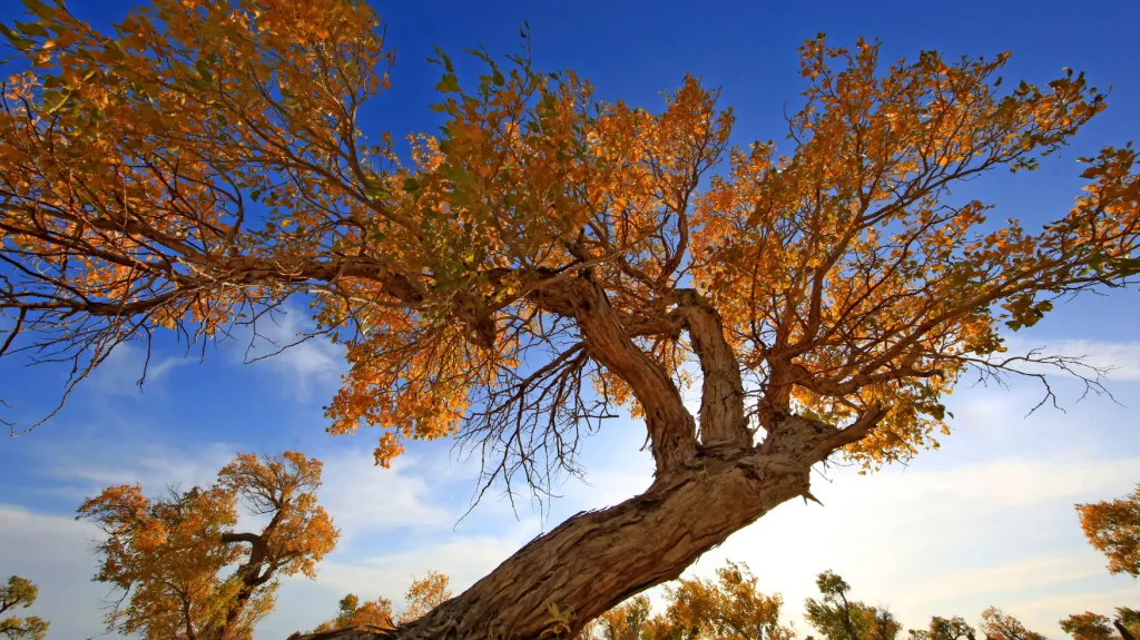 Zlaté stromy v Sin-Ťiangu