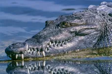 Krokodýli podle vědců reagují na zvuk pláče mláďat, využívají to při lovu