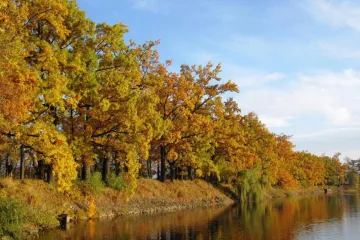 Sousedovo listí padá na vaši zahradu? Můžete se bránit!