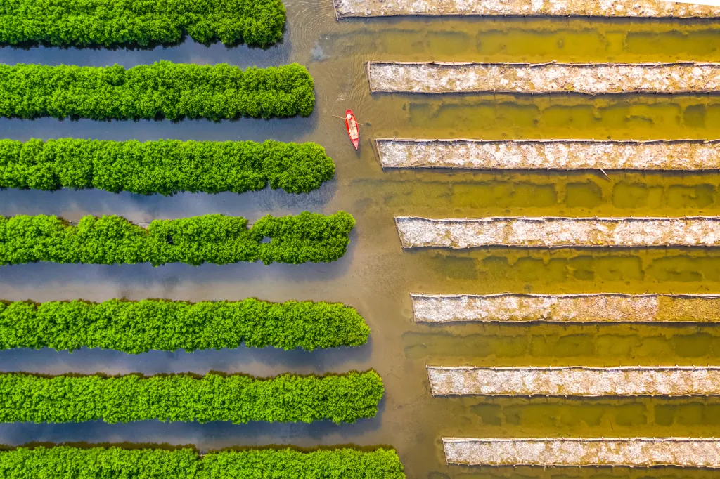 Mangrovy dnes plní funkci ochrany. V prvé řadě jde o rovnováhu ekosystému. Tato dřevina má zásadní vliv na rovnováhu CO2 v ovzduší. Průměrný český automobil vyprodukuje ročně 1,7 tuny CO2. Jeden hektar mangrovů tedy „vydýchává“ emise asi z dvaceti automobilů. V přepočtu by nás vietnamské mangrovy ročně zbavily emisí čtyř pětin všech vozidel registrovaných v Česku