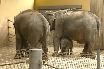 Ostravská zoologická zahrada bude mít další slůně