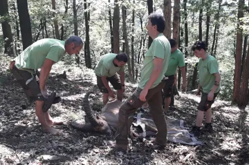 Kozorožci, kteří utekli před vichřicí, jsou zpátky v olomoucké zoo. Čeká se na návrat daňků a jelenů