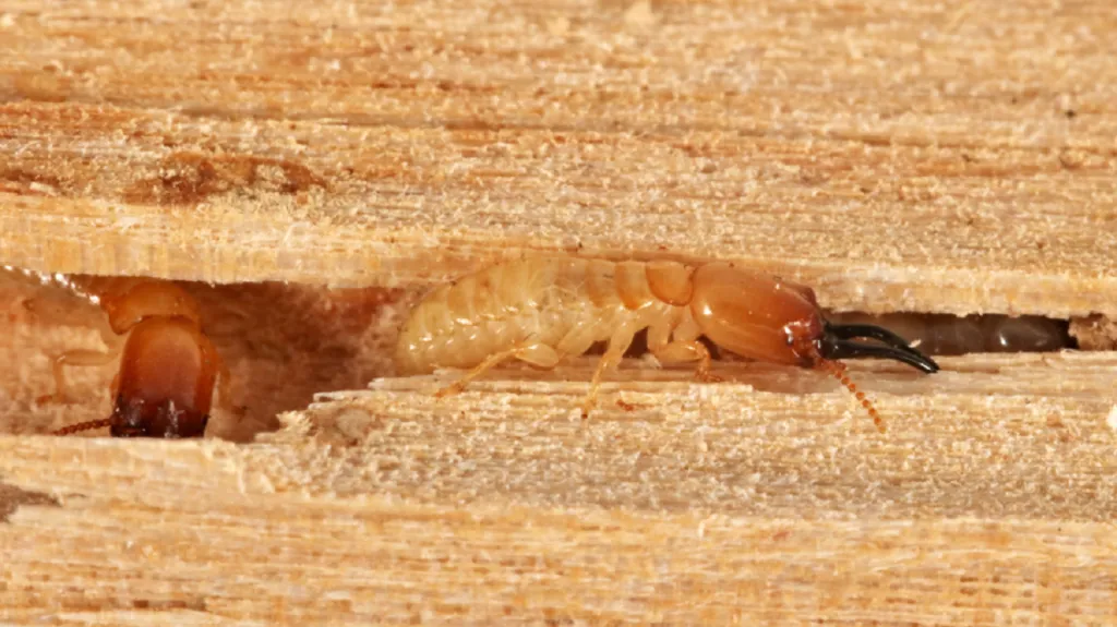 Termit Roisinitermes ebogoensis