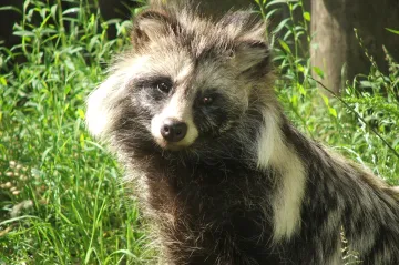 Po mnoha trasách Nové hedvábné stezky můžou cestovat i invazní druhy