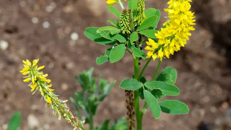 Komonice lékařská