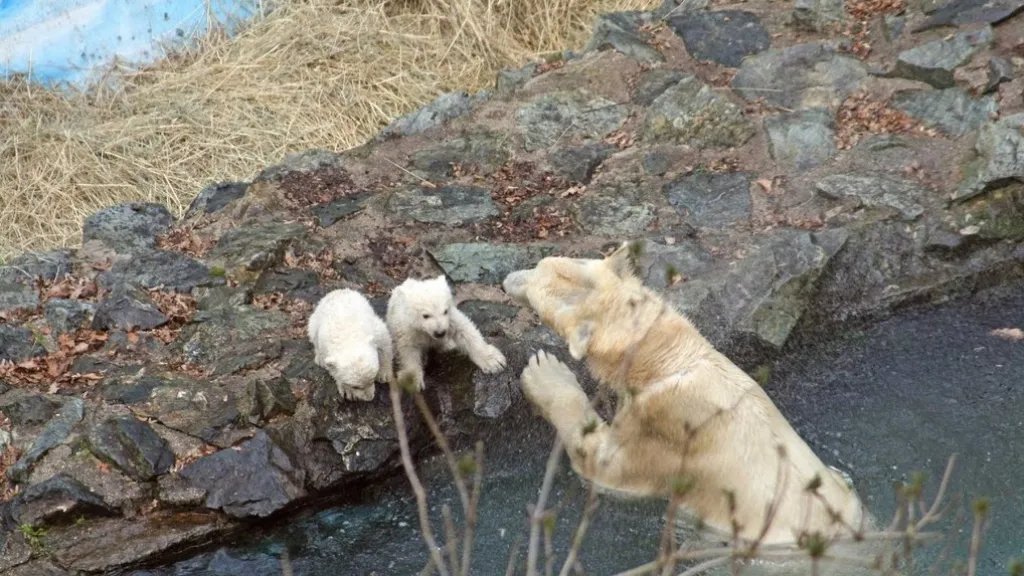 Medvědice Cora s Tomem a Billem