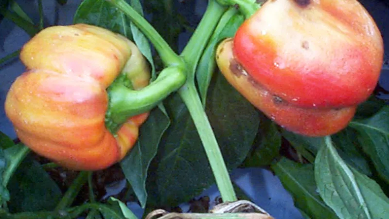 Paprika napadená virovým onemocněním