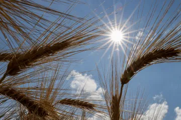 Kvůli horku hrozí riziko požárů. V neděli se ale počasí nad republikou rozdělí