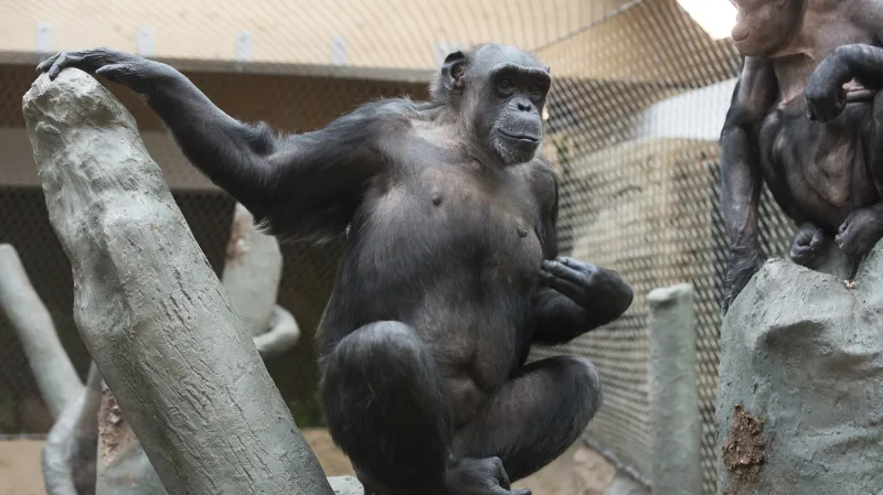 Pavilon Evoluce v ostravské zoo