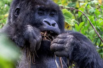 Nové riziko pro ohrožené gorily: agresivní paraziti od lidmi chovaných vepřů