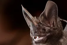 Čím víc lidé narušují netopýrům jejich životní prostředí, tím víc se u nich vyskytuje koronavirů