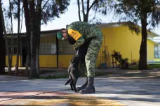 Mexická armáda pomáhá voříškům. Pouliční psi procházejí výcvikem