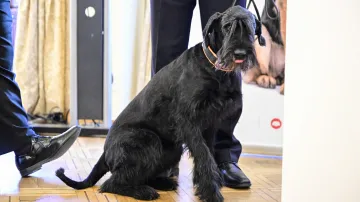 V kategorii Záchranný čin služebních a záchranářských psů - Česká republika byl oceněn pes Natália Nostalgia Goldest Danubius zvaný Terezka