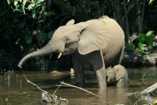 V Africe se rodí čím dál víc slonů bez klů. Sledujeme zrychlenou evoluci, říkají vědci