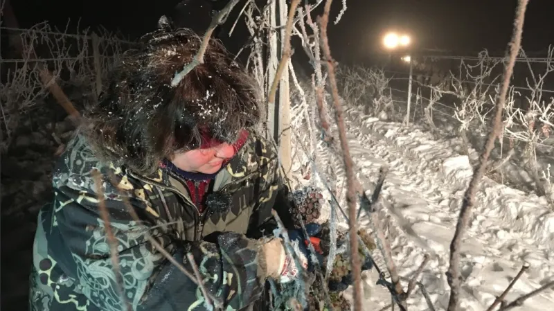 Vinaři sbírají zmrzlé bobule hroznů na ledové víno