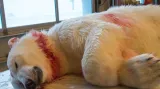 Lední medvěd zaplatil útok na českého cestovatele životem