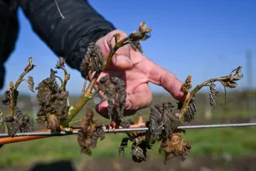 Mrazy způsobily podle vinařů škody za miliardy