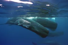 Turisté náhodou nafilmovali legendární bílou velrybu. Vorvaň se vynořil u Jamajky