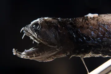 Jak vidí ryby? Čeští vědci získali prestižní granty, na jejich výzkum půjdou desítky milionů korun