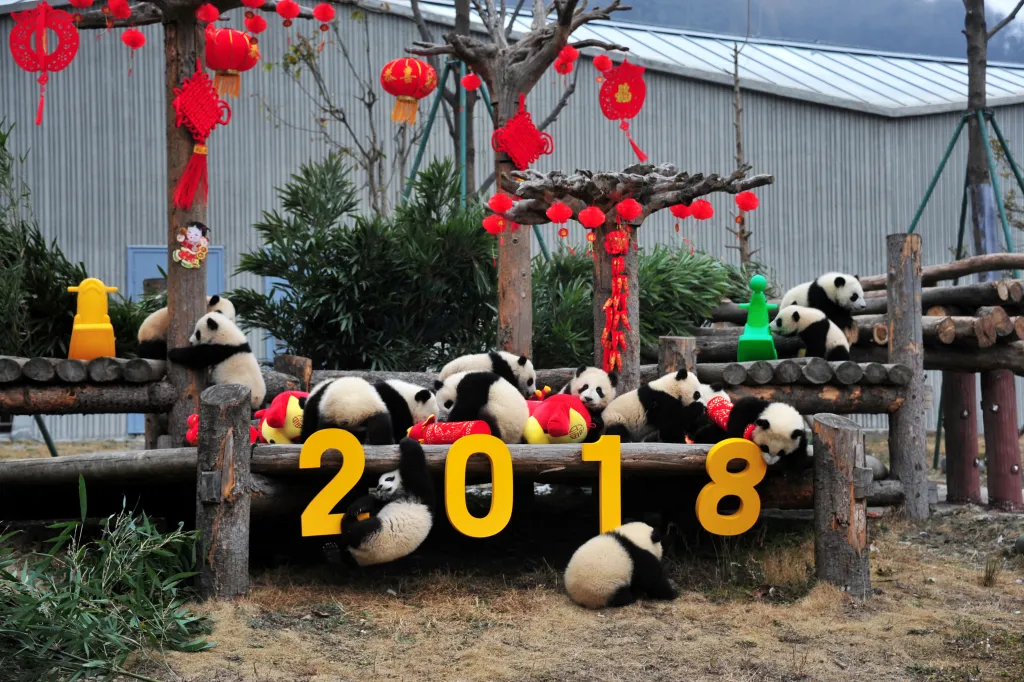 Mláďata pandy velké při hře s dekoracemi během oslav čínského nového roku zemského Psa v čínské přírodní rezervaci Wolong