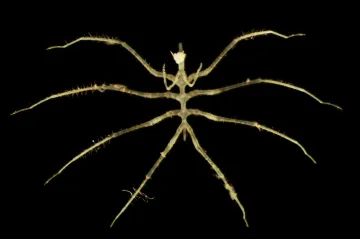 Červi i „pavouci“. Vědci popsali hlubiny moře, do nichž chtějí proniknout těžaři