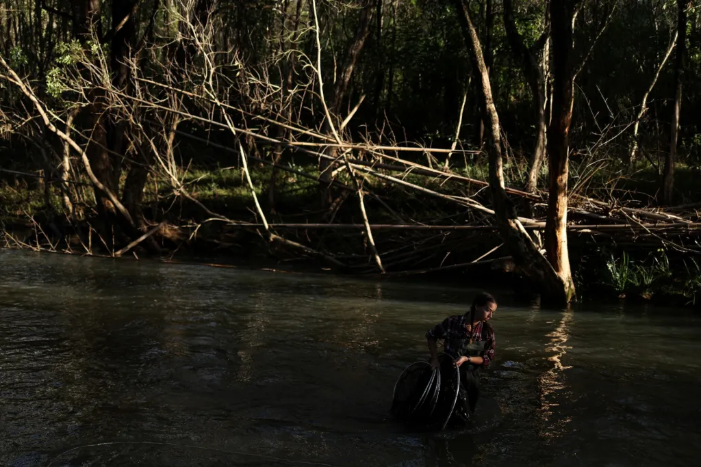 Výzkumný tým Univerzity Nového Jižního Walesu (UNSW) provádí průzkum populace ptakopysků poblíž města Bobin na řece Thone ve východní části Austrálie