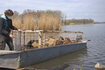 Rybářská loď přivezla na ostrůvky Novomlýnských nádrží ovce a kozy. Budou tam spásat traviny
