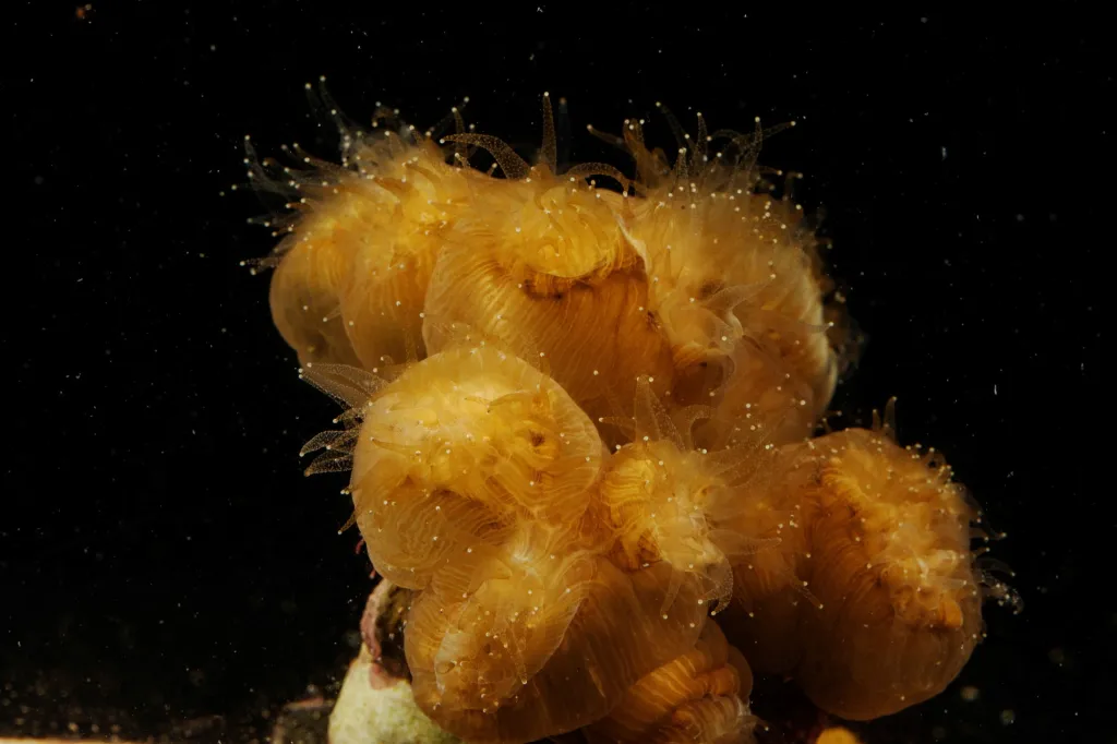 Eusmilia fastigiata je korál. Tento konkrétní je zdravý. Nachází se v laboratoři v zařízení Florida Aquarium poblíž Tampy na Floridě. Tam zkoumají onemocnění Stony Coral Tissue Loss Disease (SCTLD), které je zabíjí