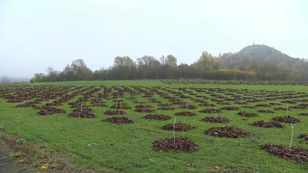 Zrekultivovaný Zebín