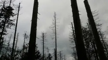 Past pokroku 2 - podcasty | Krušnohorské lesy zničila černá labuť | 3