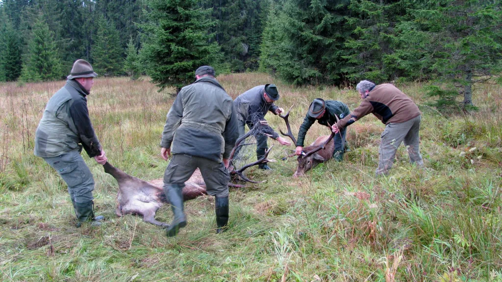 Lesníci se snaží oddělit jeleny