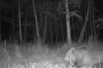 Na Břeclavsku se objevil medvěd. Viděli ho cyklisté a zachytila fotopast myslivce