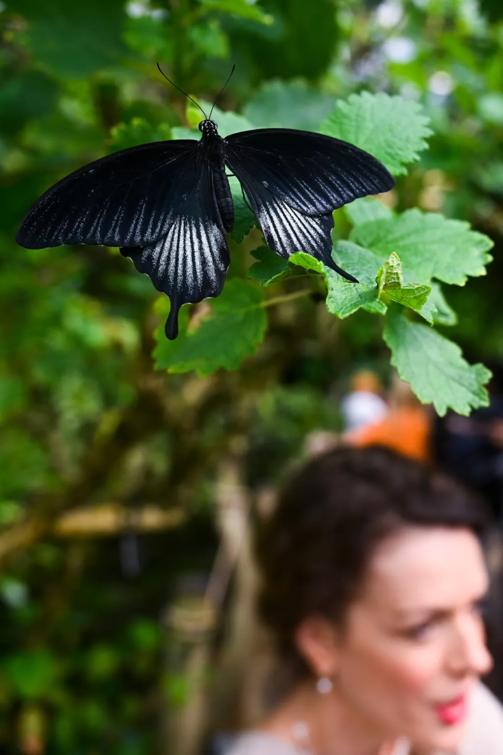 Výstava motýlů v botanické zahradě