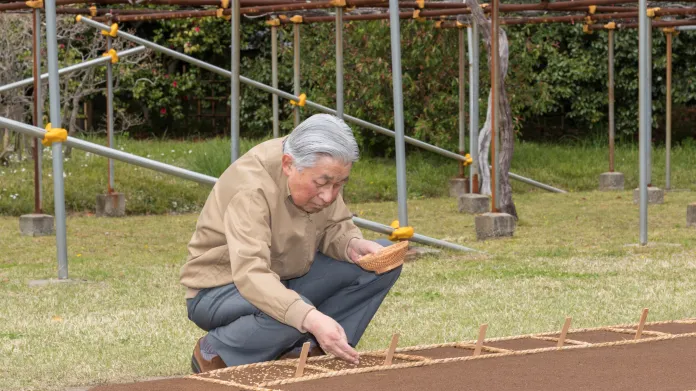 Císař Akihito sází rýži