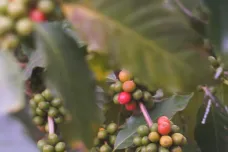 Klima může z kávy udělat luxusní artikl. Keňští farmáři mají jen pětinové výnosy