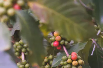 Klima může z kávy udělat luxusní artikl. Keňští farmáři mají jen pětinové výnosy