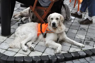 Soutěž vodících psů v Lounech