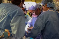 Lékaři poprvé transplantovali geneticky upravenou prasečí ledvinu živému člověku