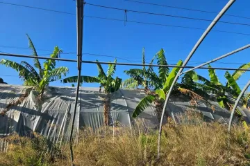 Vedro mění zemědělství na jihu Francie. Farmáři místo rajčat pěstují banány