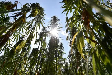 Zničit zabavené technické konopí byla chyba, uvedl Ústavní soud