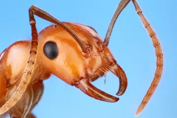 V mravenčích válkách cizí královna donutí pachovou lstí dělnice zabít vlastní vládkyni
