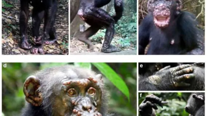 Šimpanzi s leprou